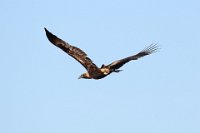 birds in flight images